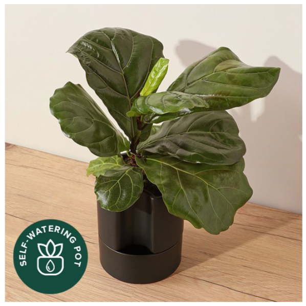 leaf it to me .png