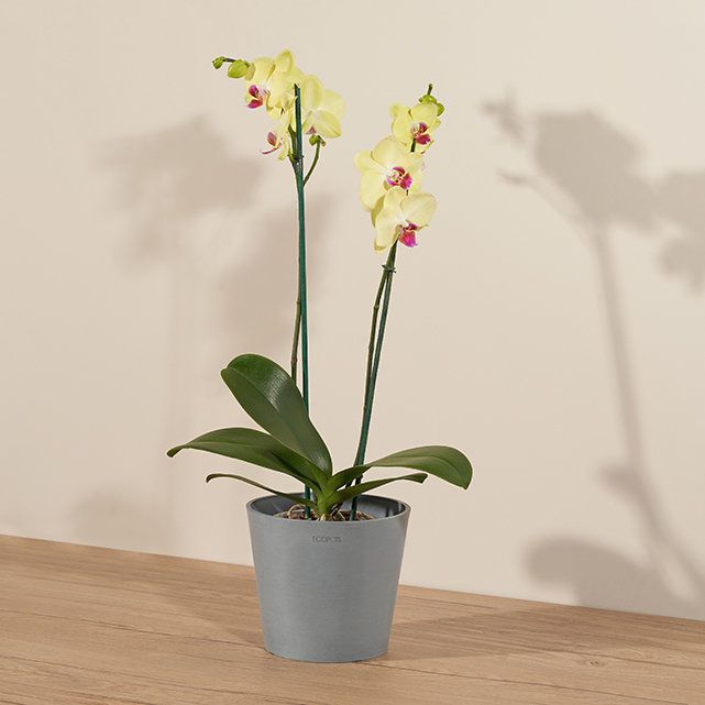 Prayer Plant in White Pot - The Bouqs Co.